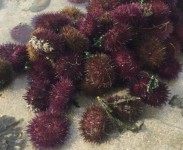 ouriços do mar