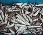pescado
