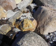 algas castanhas