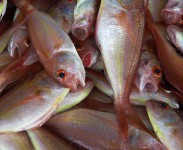 pescado