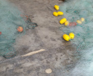 pesca