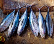 Política Comum de Pescas
