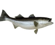 Robalo