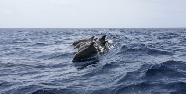 Our Ocean