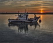 Sardinha