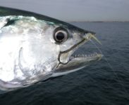 Pesca do cerco