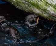 Oceanário