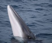 Baleia-azul