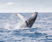 Baleias assassinas residentes no sul