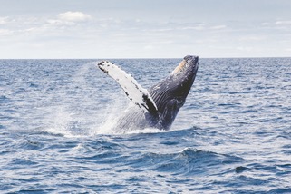 Baleias assassinas residentes no sul